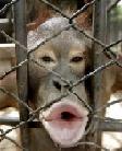 Juv
